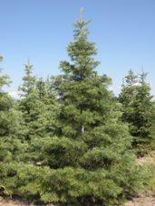 Concolor Fir